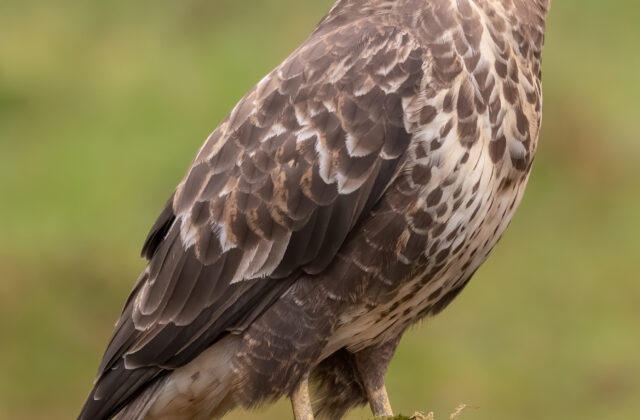 Common Buzzard