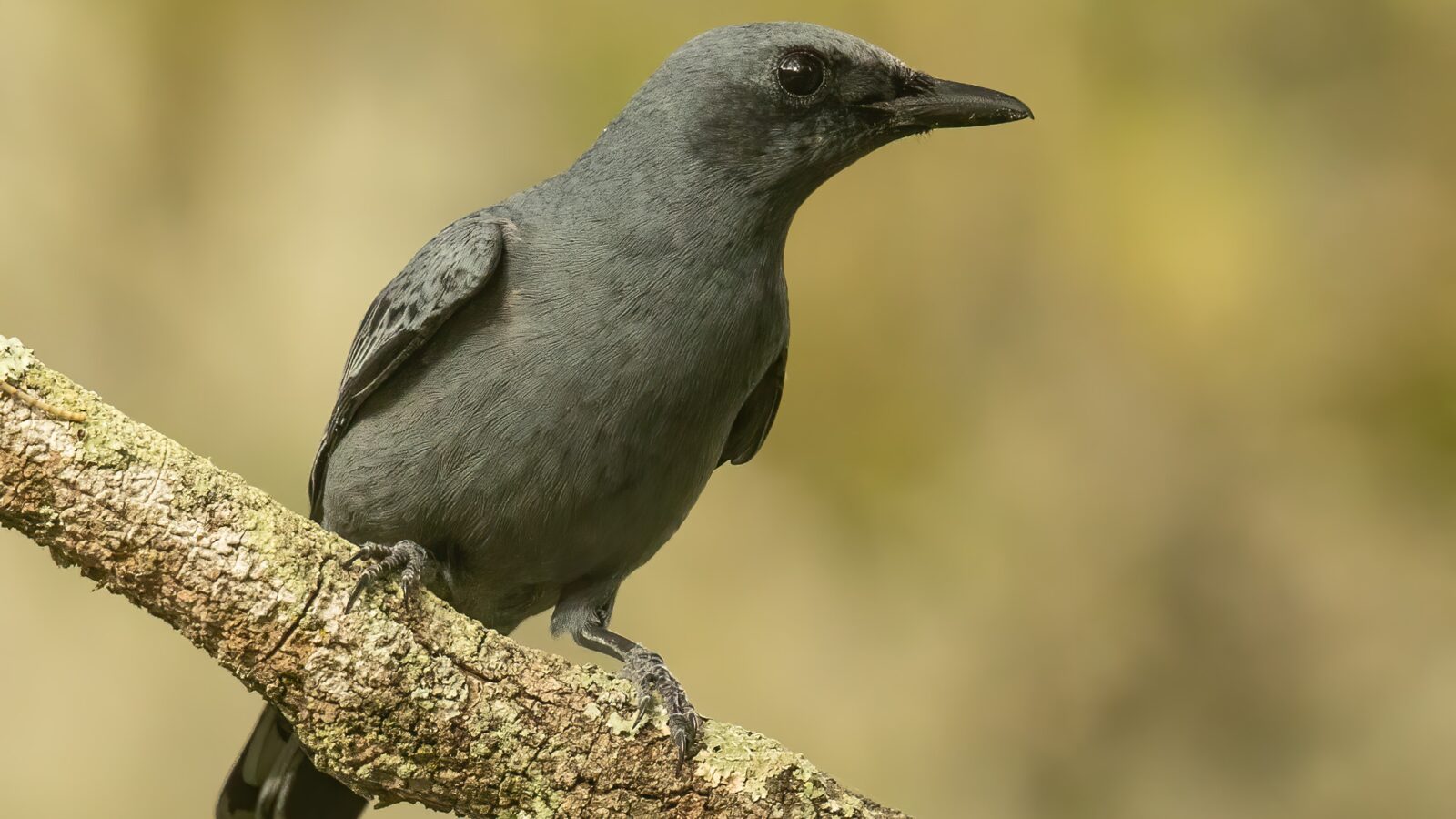 Sahul Cicadabird