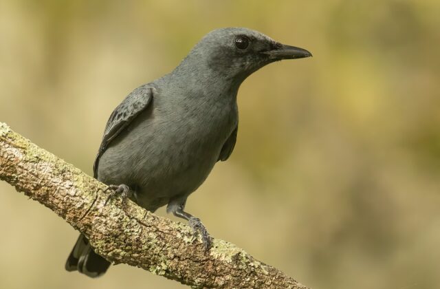 Sahul Cicadabird