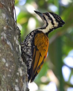 Common Flameback