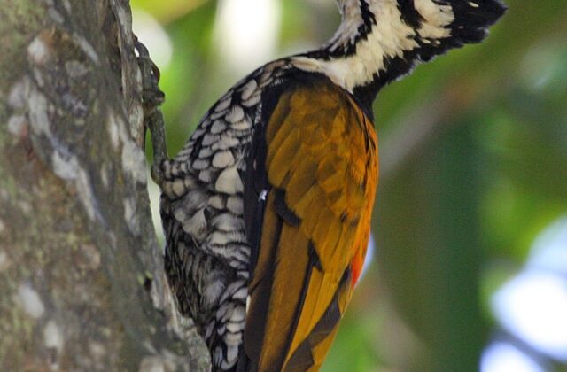 Common Flameback