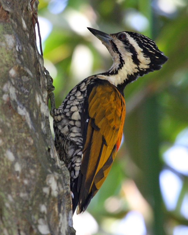 Common Flameback