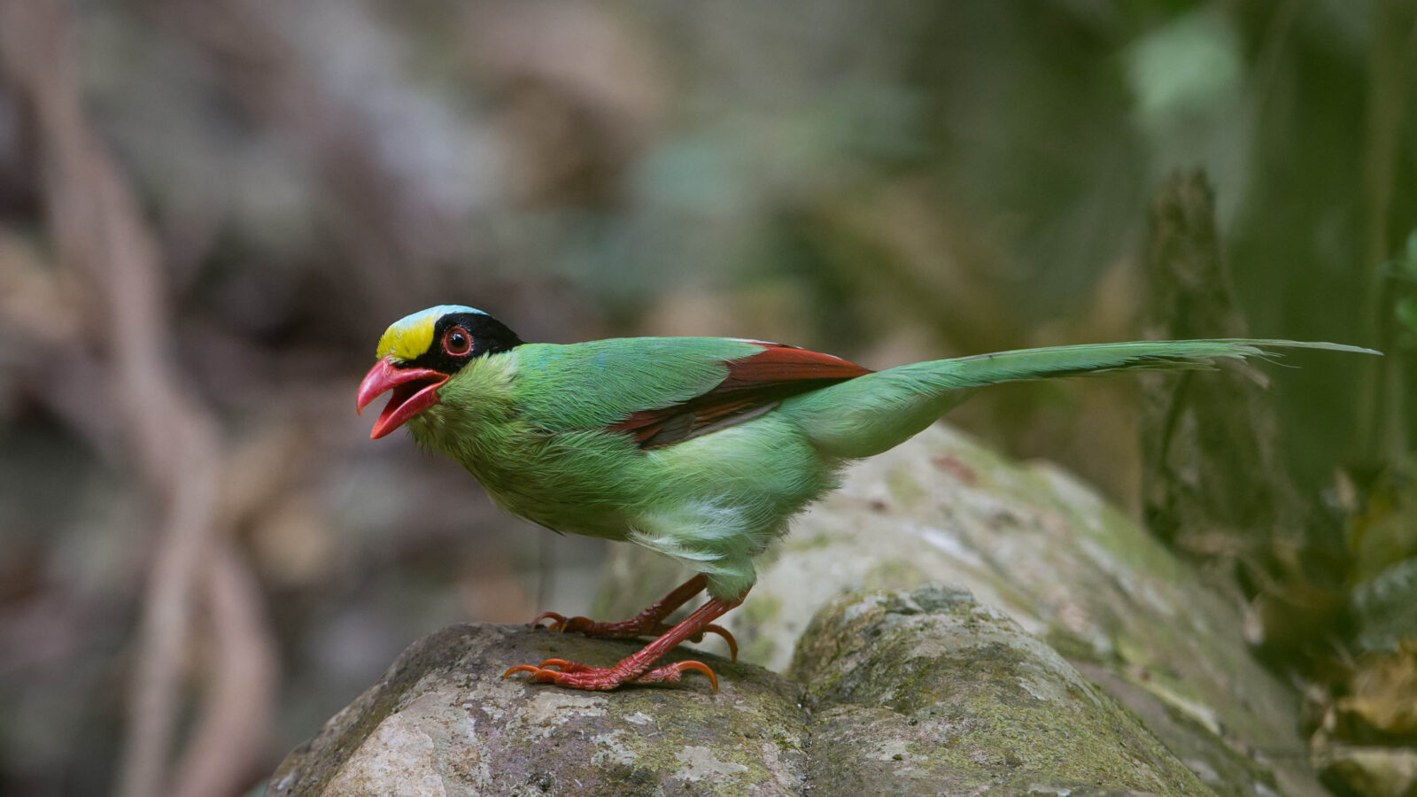 Common Green Magpie