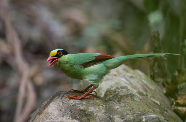 Common Green Magpie