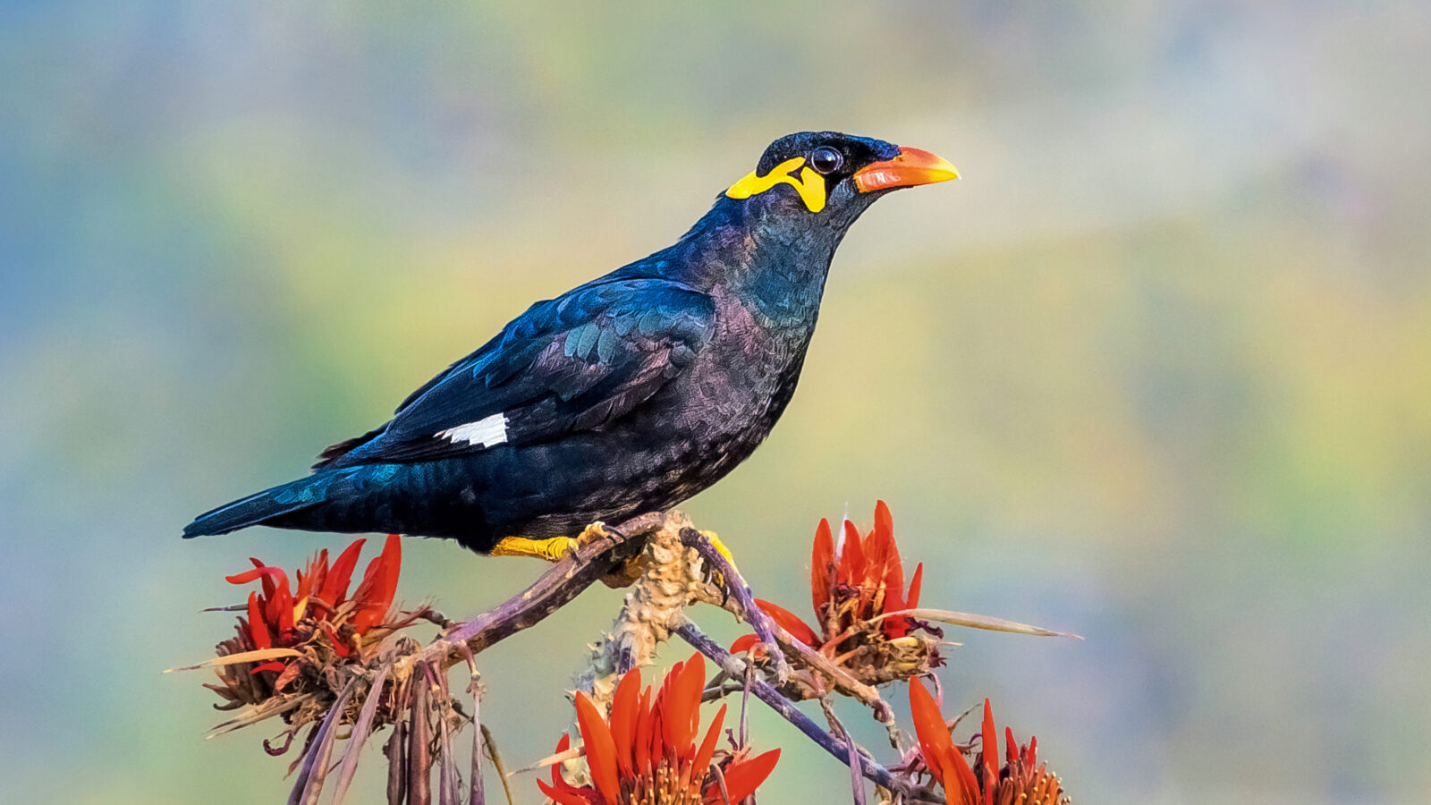 Common Hill Myna