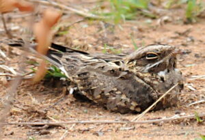 Indian Nightjar