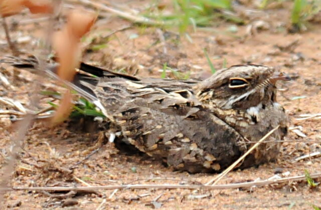 Indian Nightjar