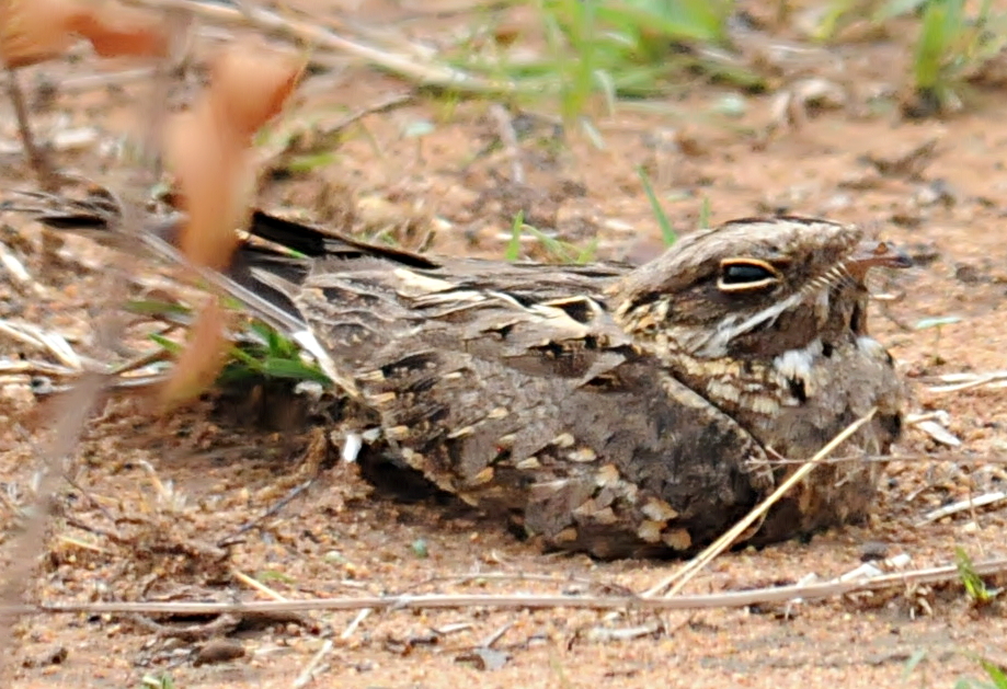 Indian Nightjar