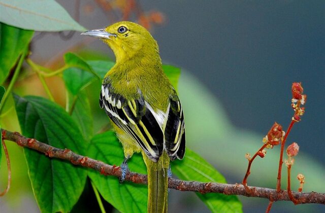 Common Iora