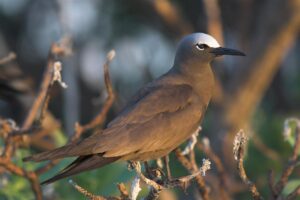 Brown Noddy