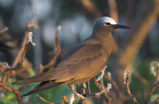 Brown Noddy