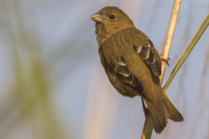 Common Rosefinch