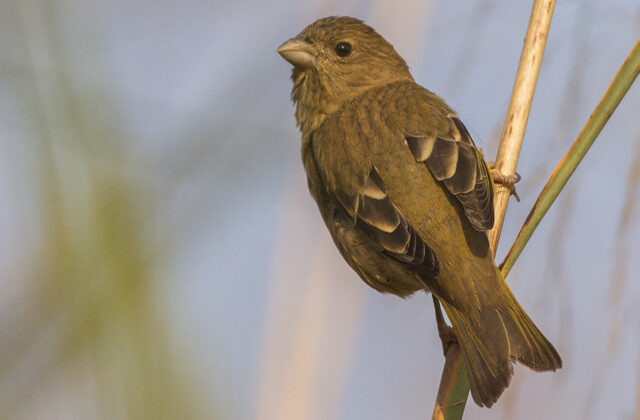 Common Rosefinch