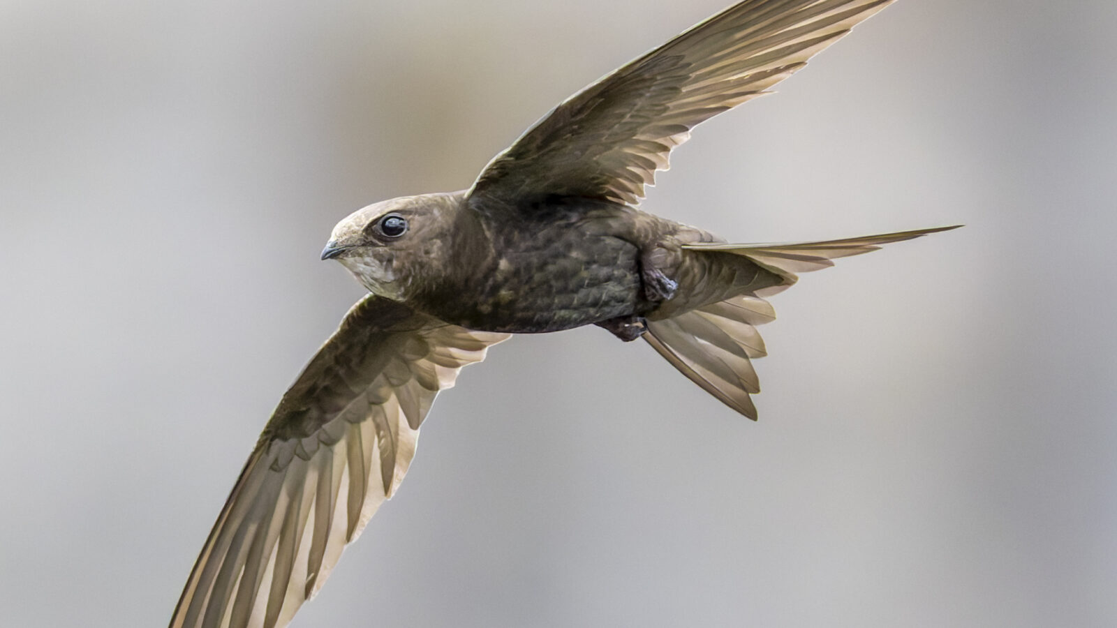 Common Swift