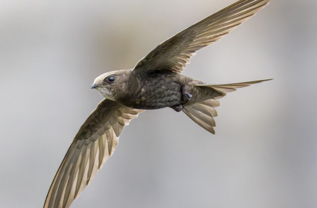 Common Swift