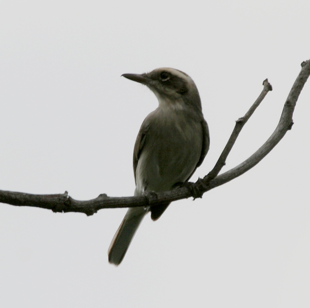 Common Woodshrike