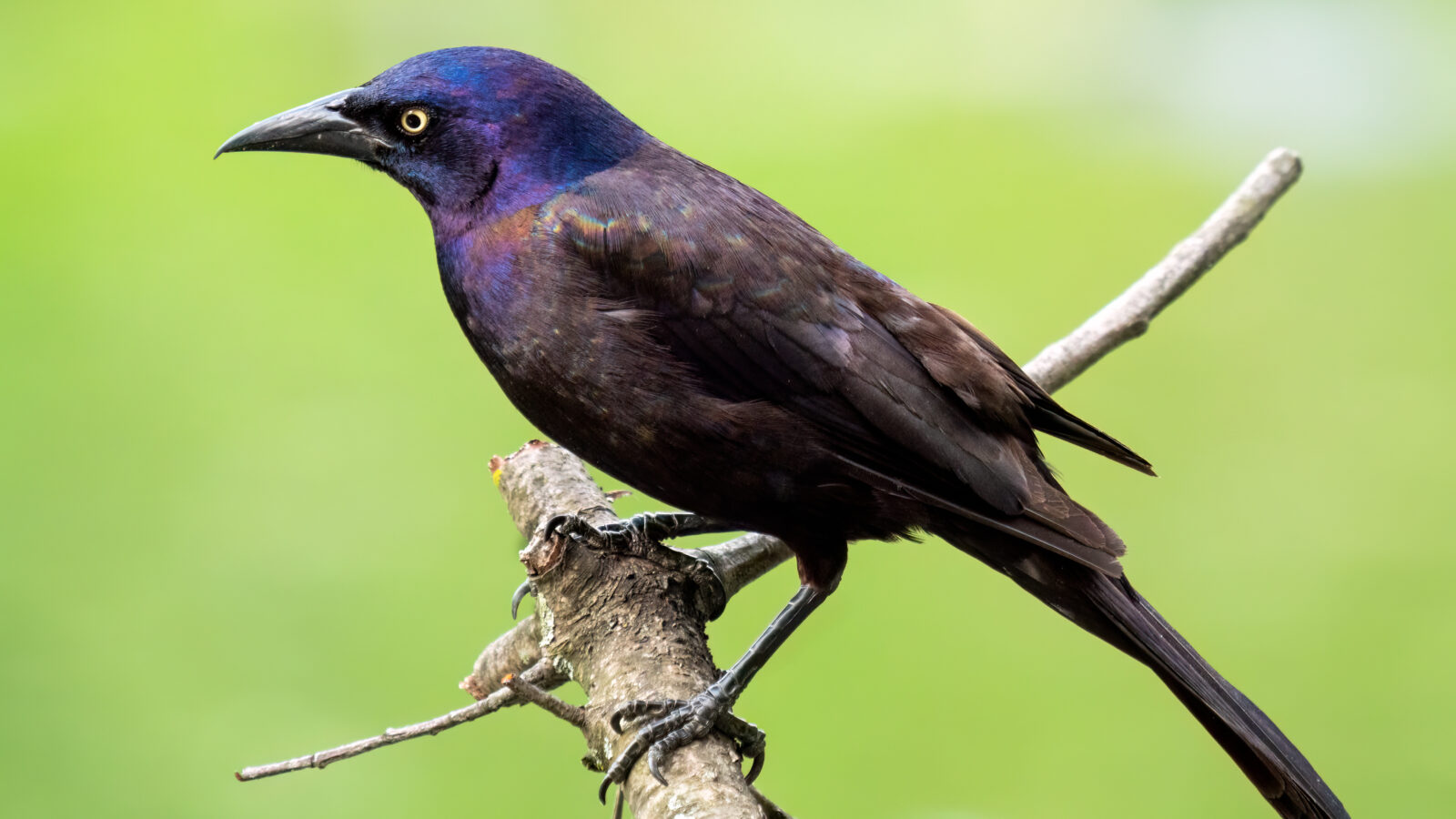 Common Grackle