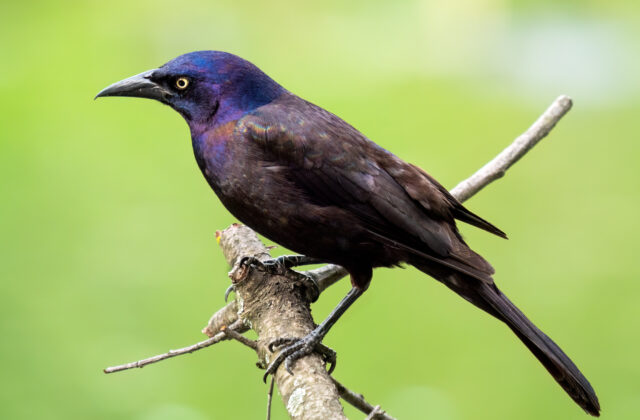 Common Grackle