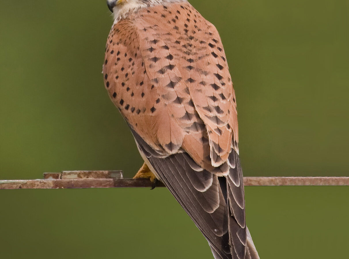 Common Kestrel