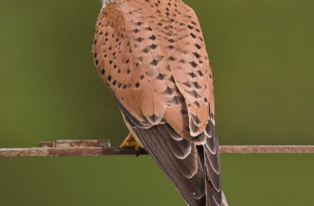 Common Kestrel