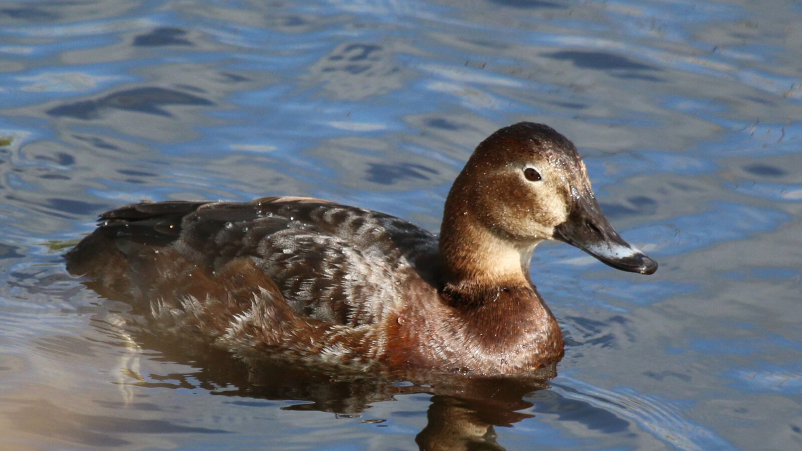 Common Pochard