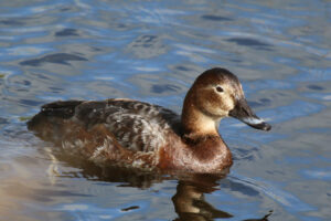 Common Pochard