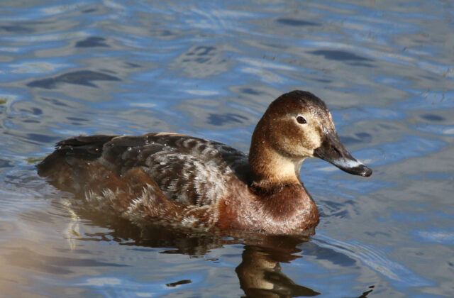 Common Pochard