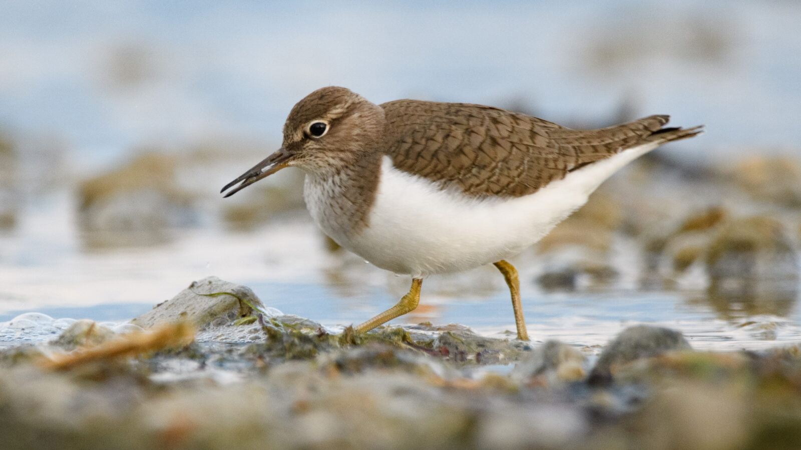 Common Sandpiper