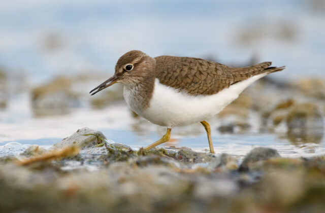 Common Sandpiper