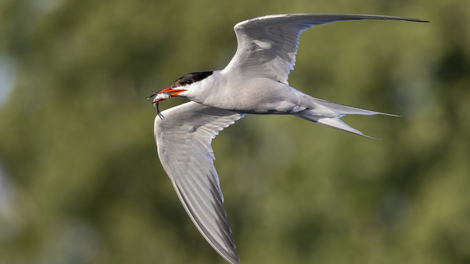 Common Tern