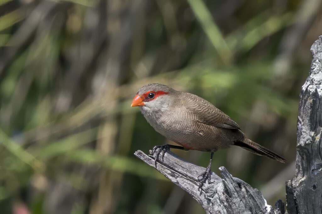 Common Waxbill