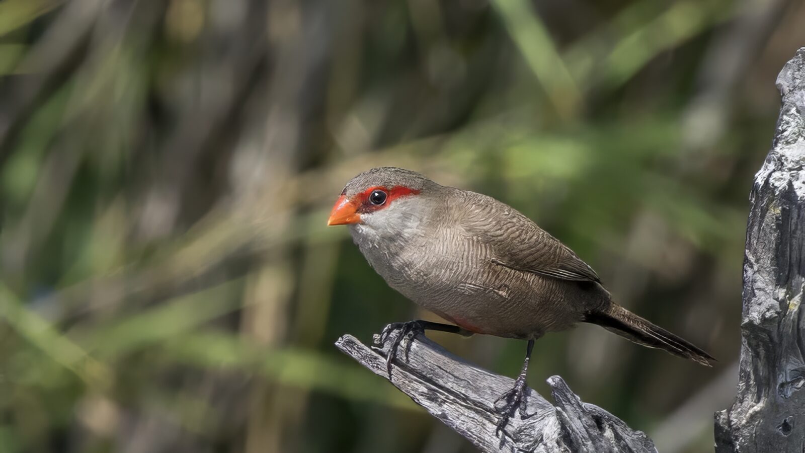 Common Waxbill