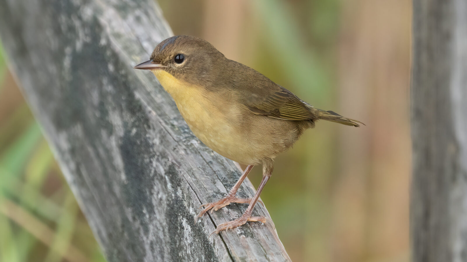 Common Yellowthroat