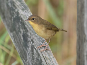 Common Yellowthroat