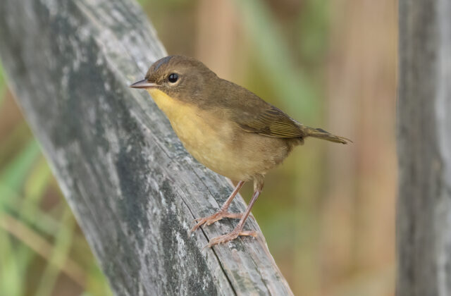 Common Yellowthroat