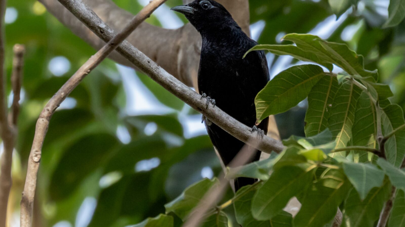 Scarlet-throated Tanager