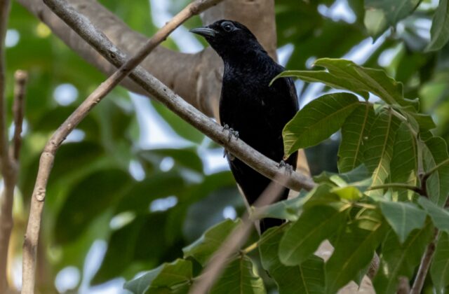 Scarlet-throated Tanager