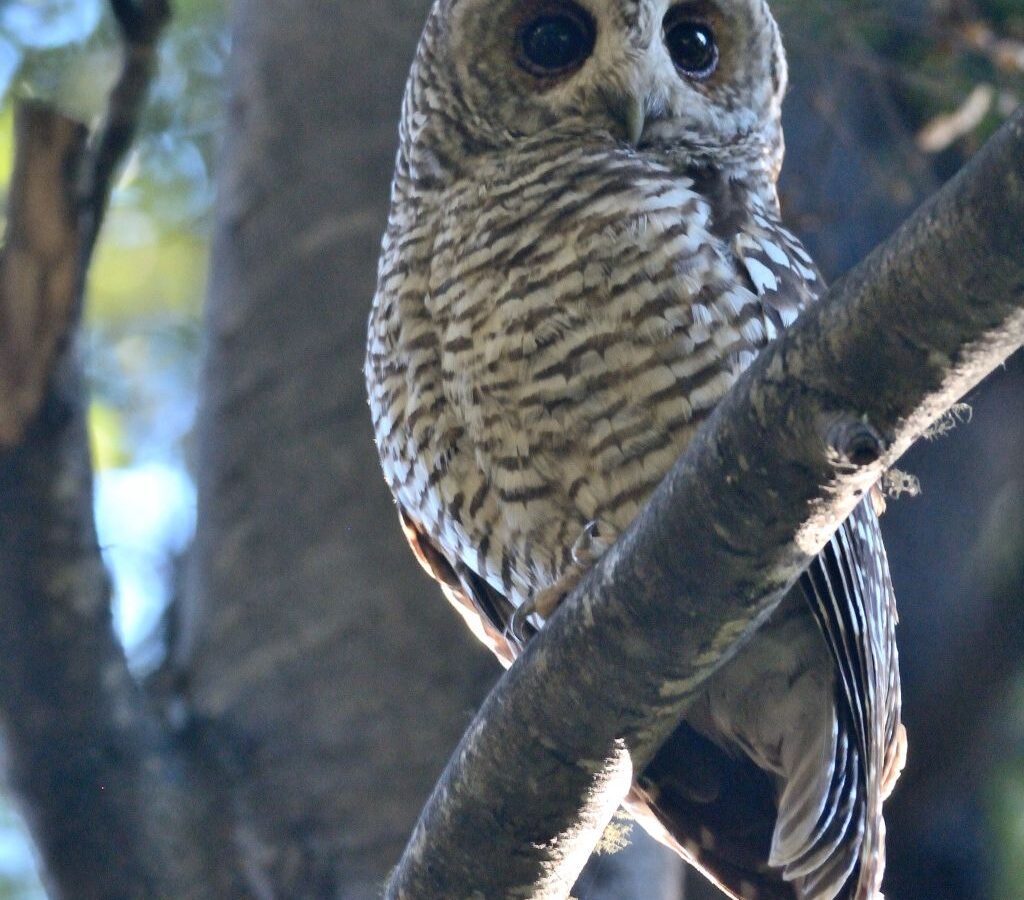 Rufous-legged Owl