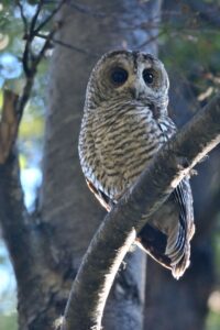Rufous-legged Owl