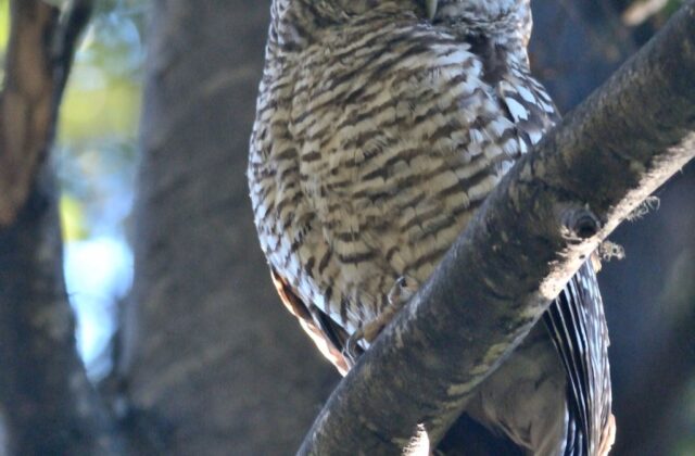 Rufous-legged Owl