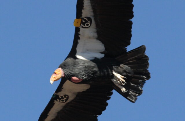 California Condor