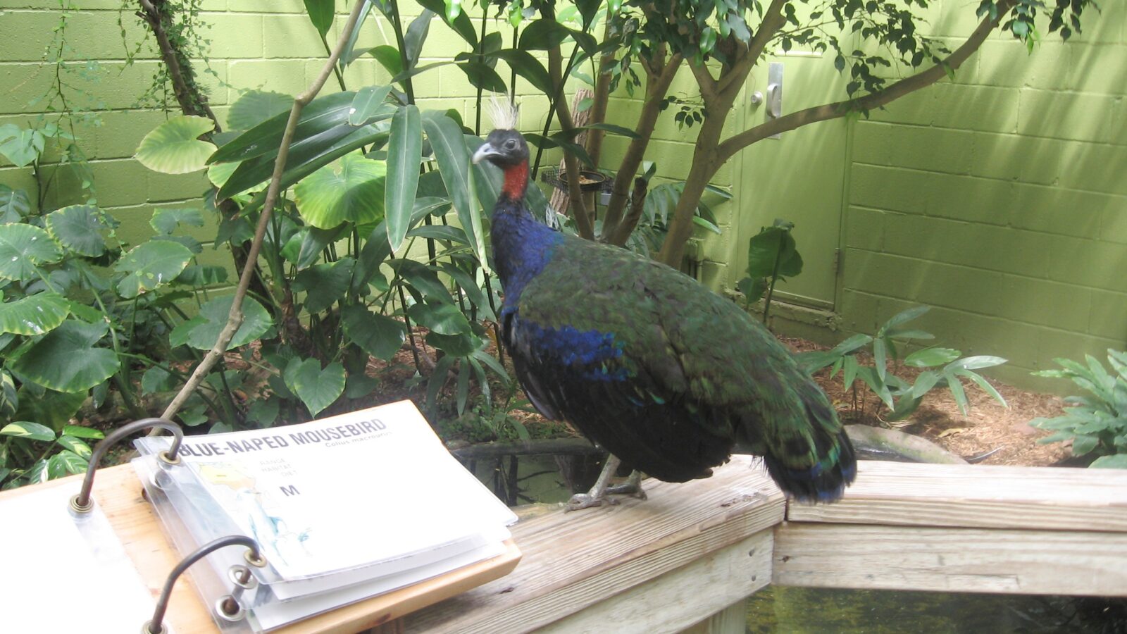 Congo Peafowl