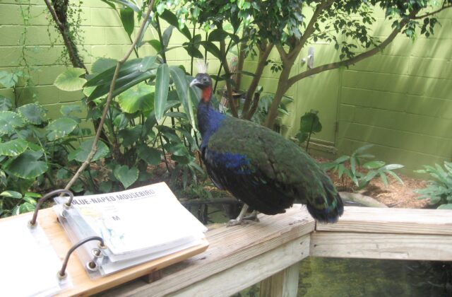 Congo Peafowl