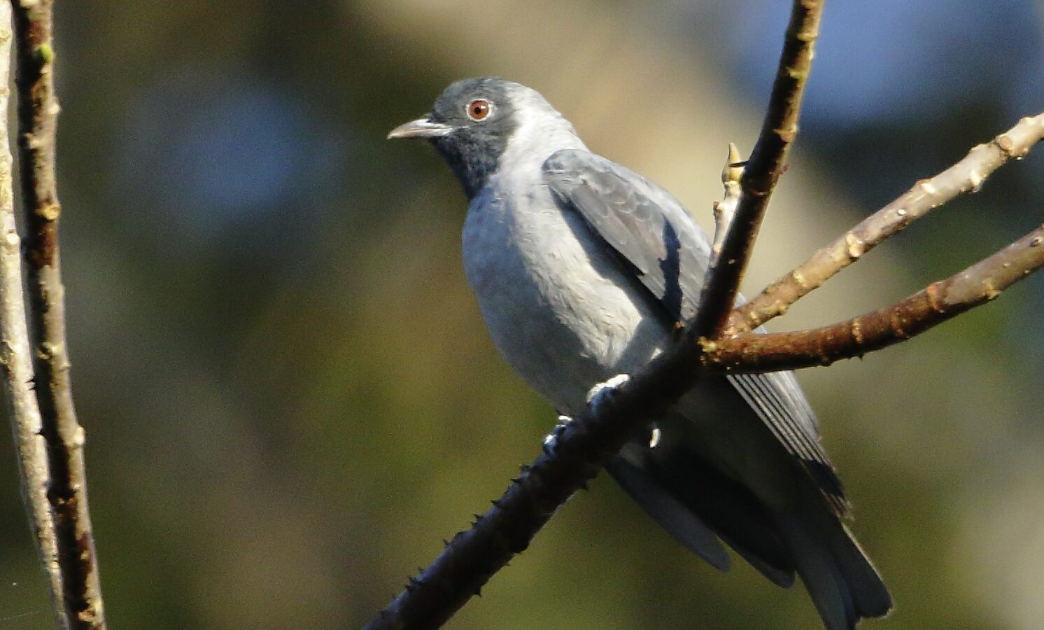 Black-faced Cotinga