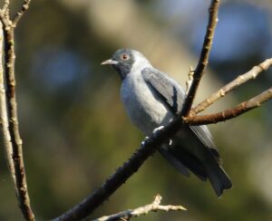 Black-faced Cotinga