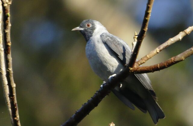 Black-faced Cotinga