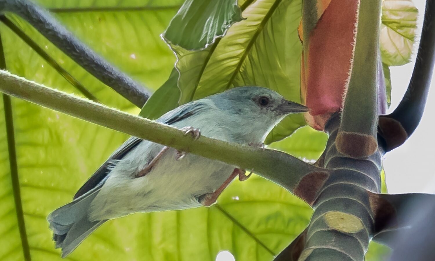 Pearly-breasted Conebill