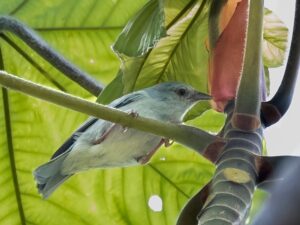 Pearly-breasted Conebill