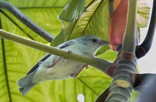 Pearly-breasted Conebill