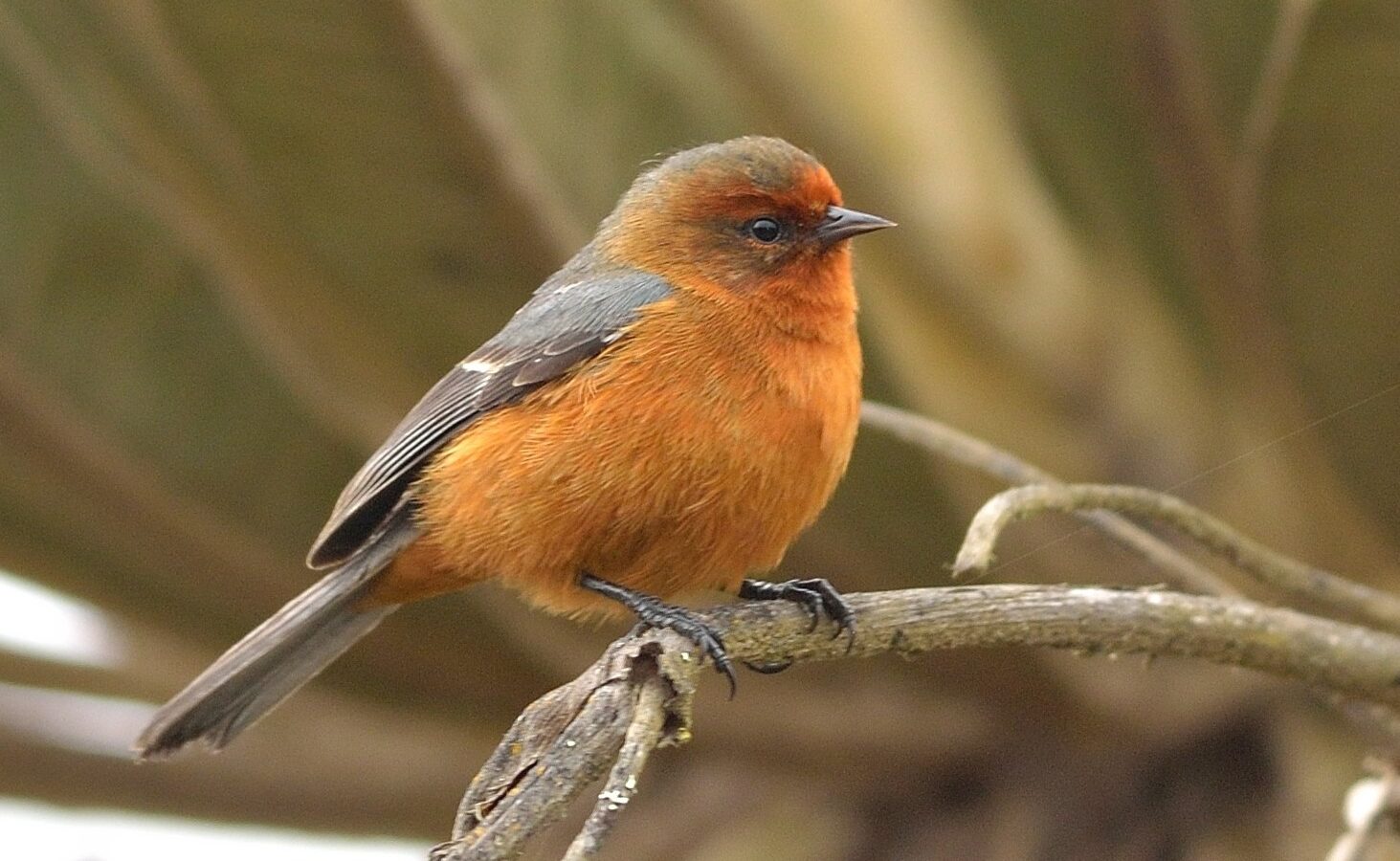 Rufous-browed Conebill